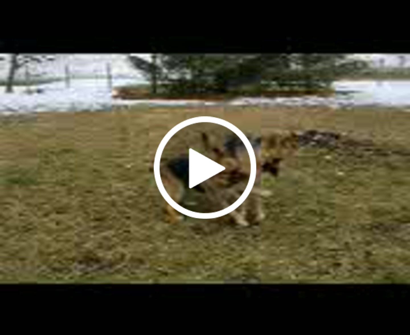 Customer video review of BUY 3 BAGS & SAVE iHeartDogs Allergy & Itch Relief Chews for Dogs