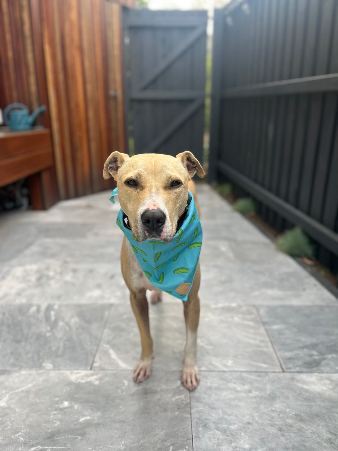 Customer photo review of Salmon Heads for Dogs