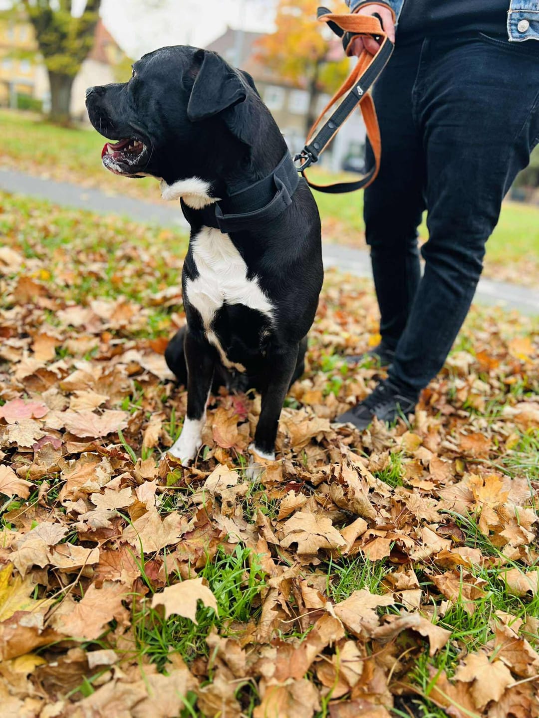 Customer photo review of Smycz z dodatkową rączką - Guard Leash Black Edition Pomarańczowa