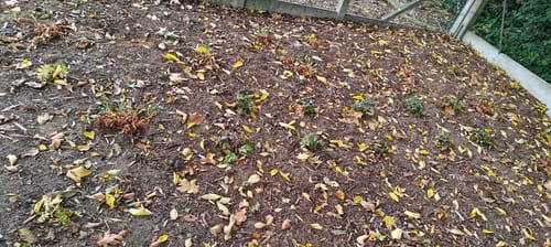 Customer photo review of Schuimbloem - Tiarella 'Pink Skyrocket'