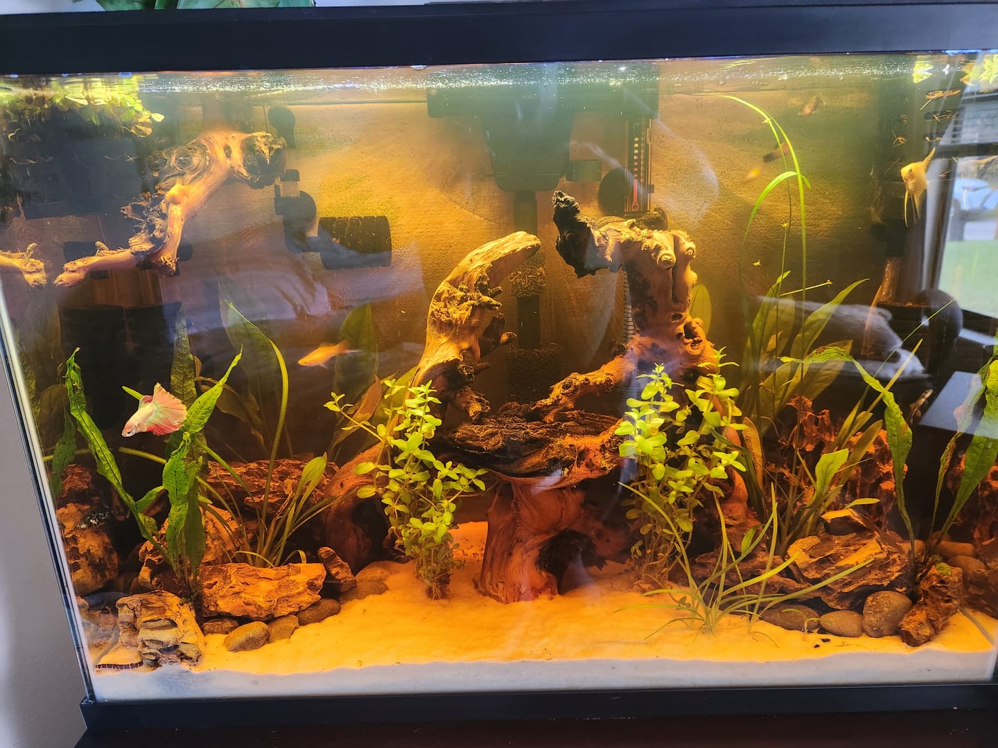 Customer photo review of Dwarf Sag (Sagittaria Subulata)
