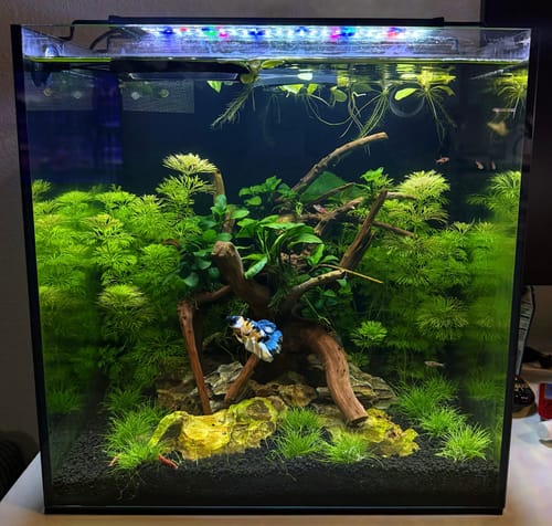 Customer photo review of Koi Yellow Plakat Male Betta Fish | Show Grade | You Pick Fish
