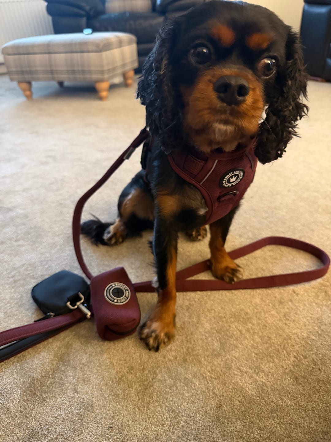 Customer photo review of Adjustable Collar - Mulberry Tweed