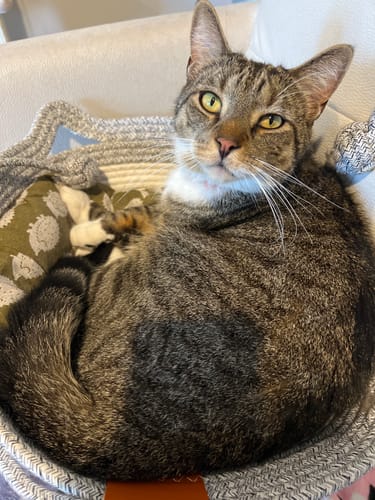 Customer photo review of Instinct Basket | Handwoven & Chemical-Free Cat Territory