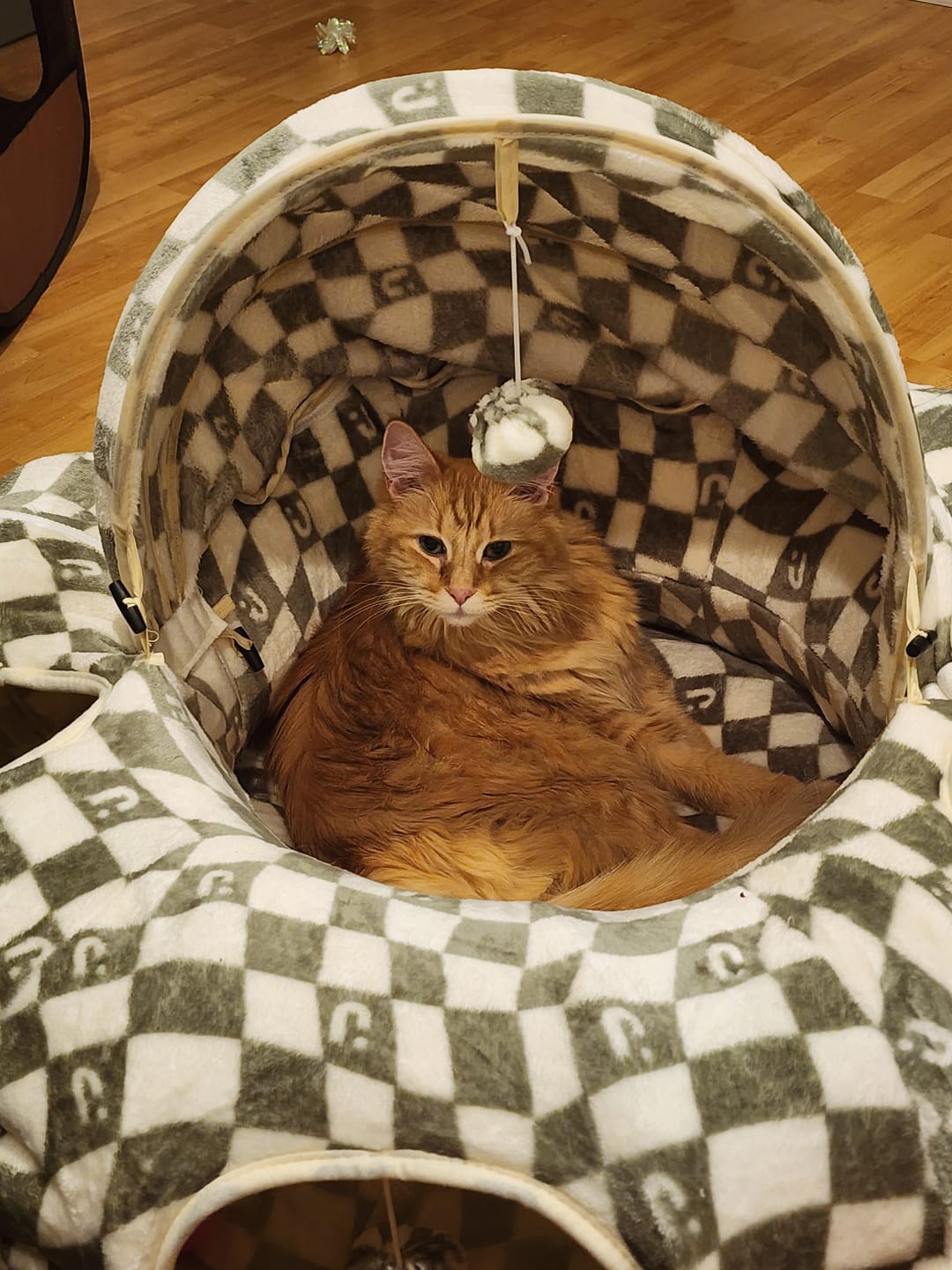 Customer photo review of 1-TDC Oral Health + Mobility Support for Cats (30 count)