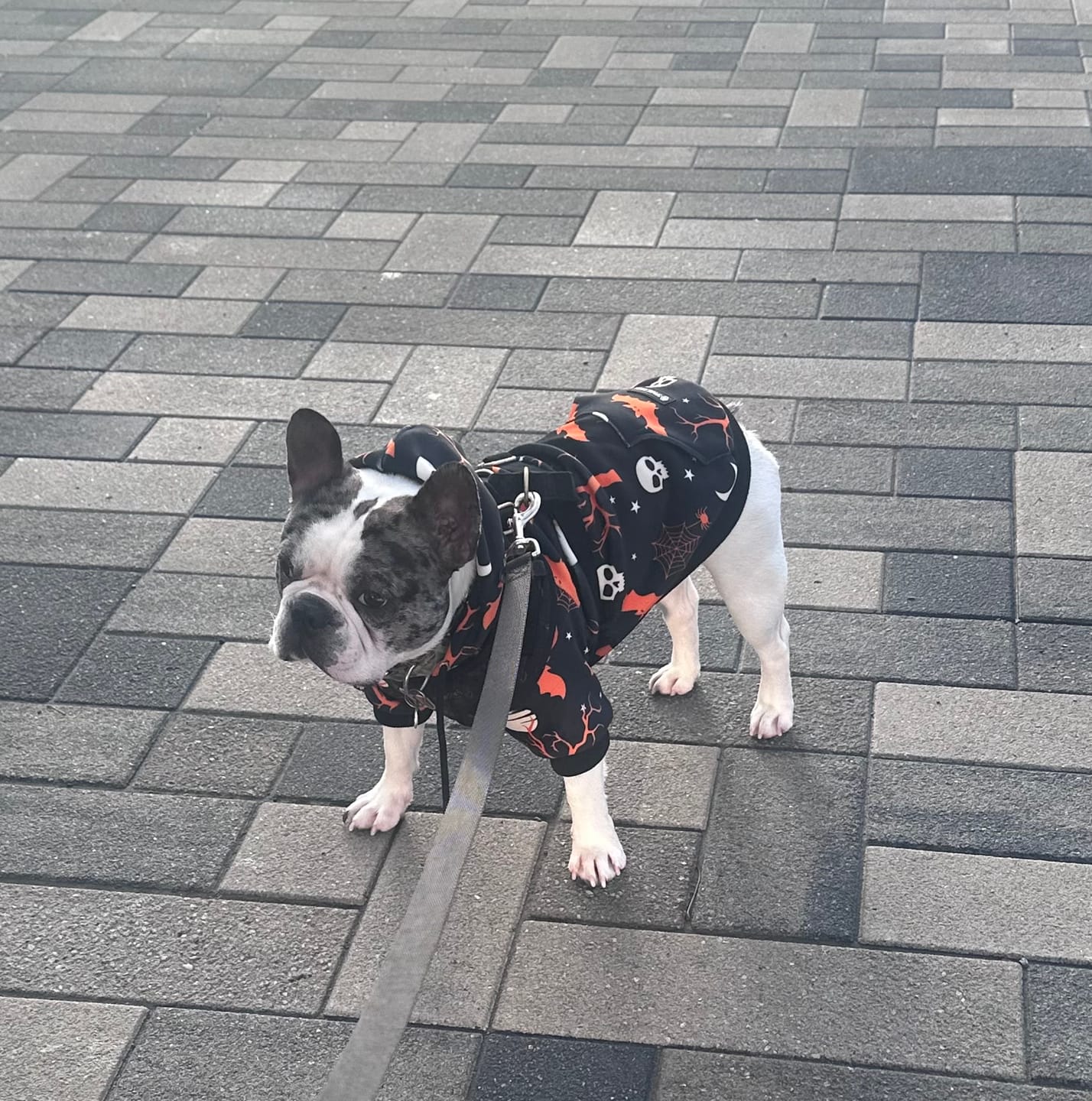 Customer photo review of Halloween Dog Hoodie - Black