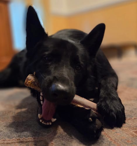 Customer photo review of Power Chewer Trial Pack – Built for the Toughest Chewers!