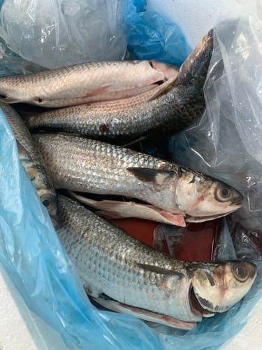 Customer photo review of Fresh Grey Mullet Whole