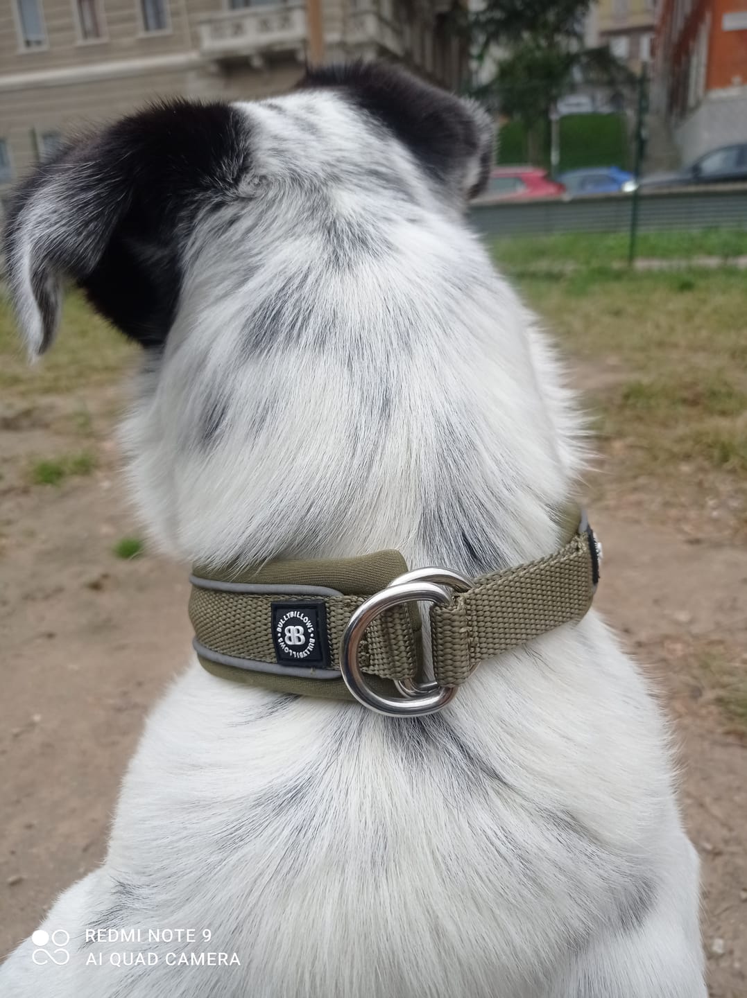 Customer photo review of 3cm Slip on Collar | Foam Padded - Khaki