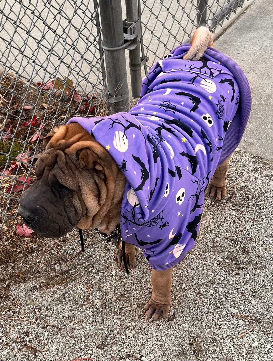 Customer photo review of Halloween Dog Hoodie - Purple