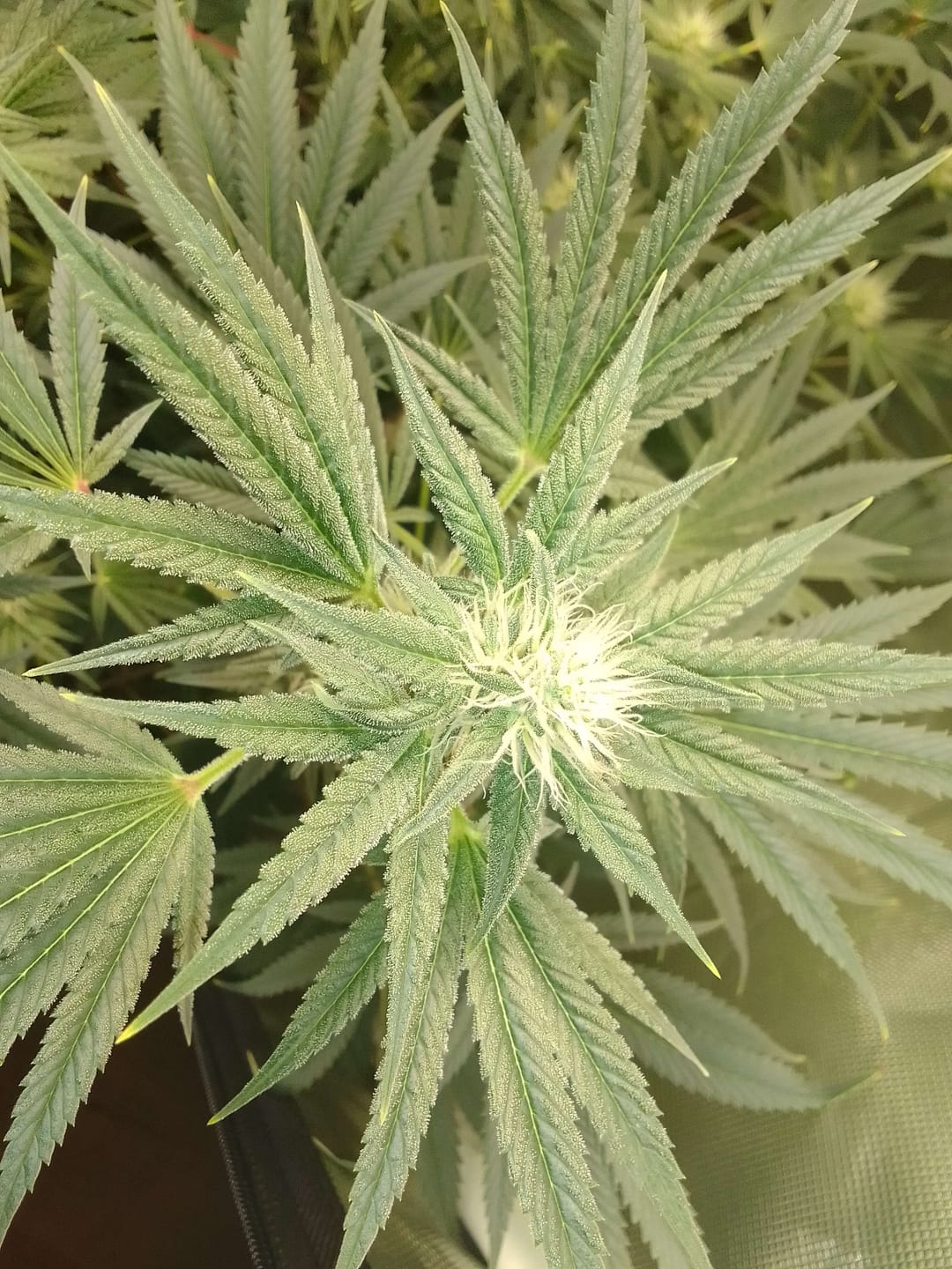 Customer photo review of HHZ Blüte - Northern Lights