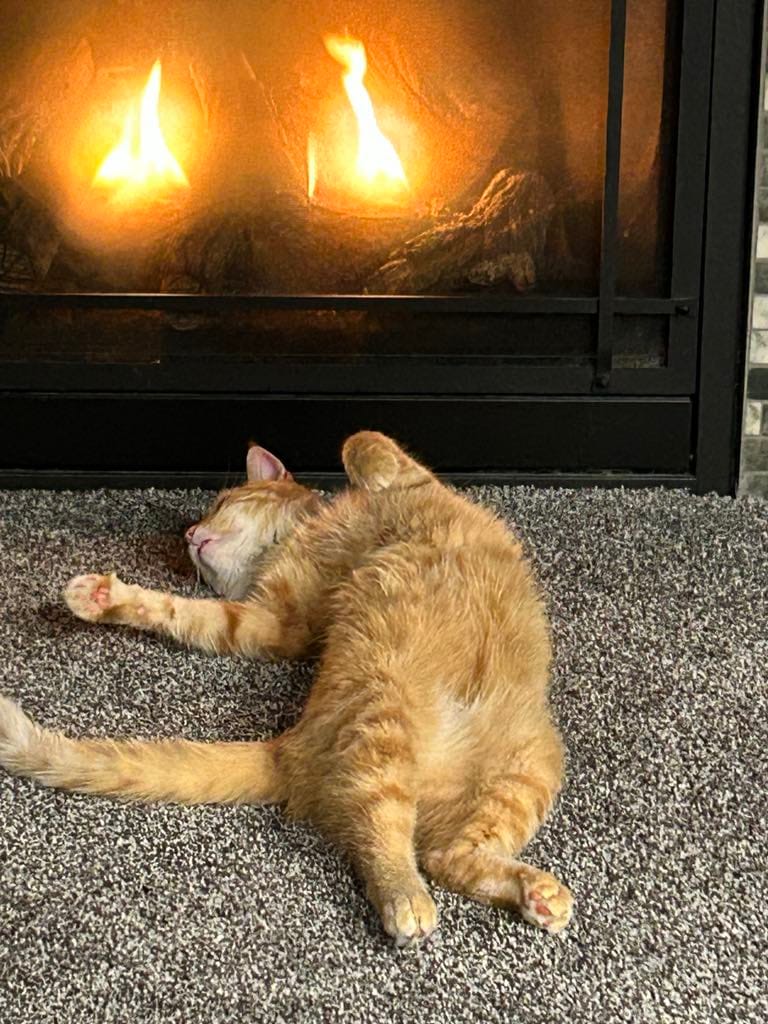 Customer photo review of Cat Dental Care & Bad Breath Remedy