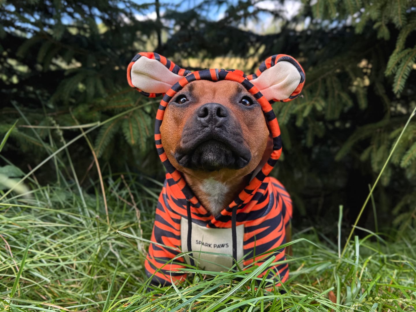 Customer photo review of Halloween Dog Hoodie - Tiger