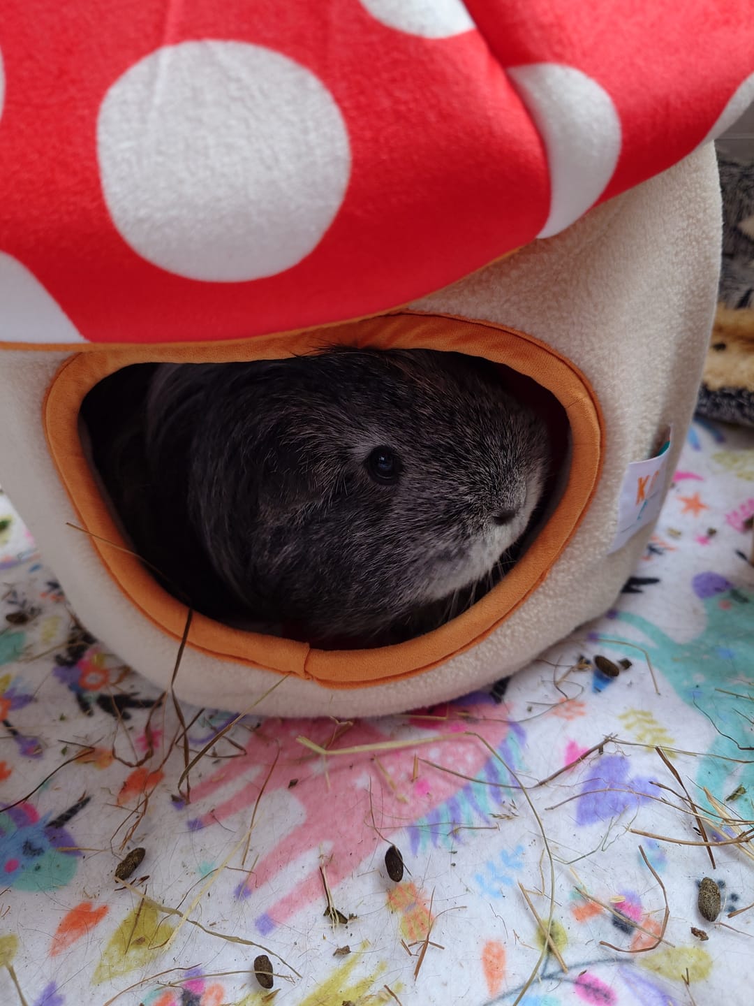 Customer photo review of Guinea Pig Hidey House | Mushroom