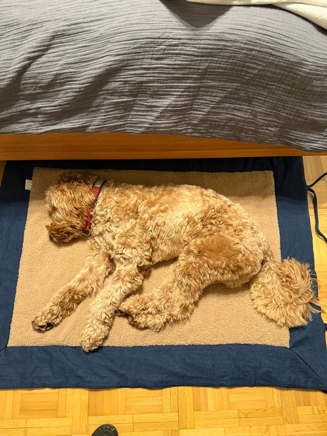 Customer photo review of Gino - luxury Dog Mat