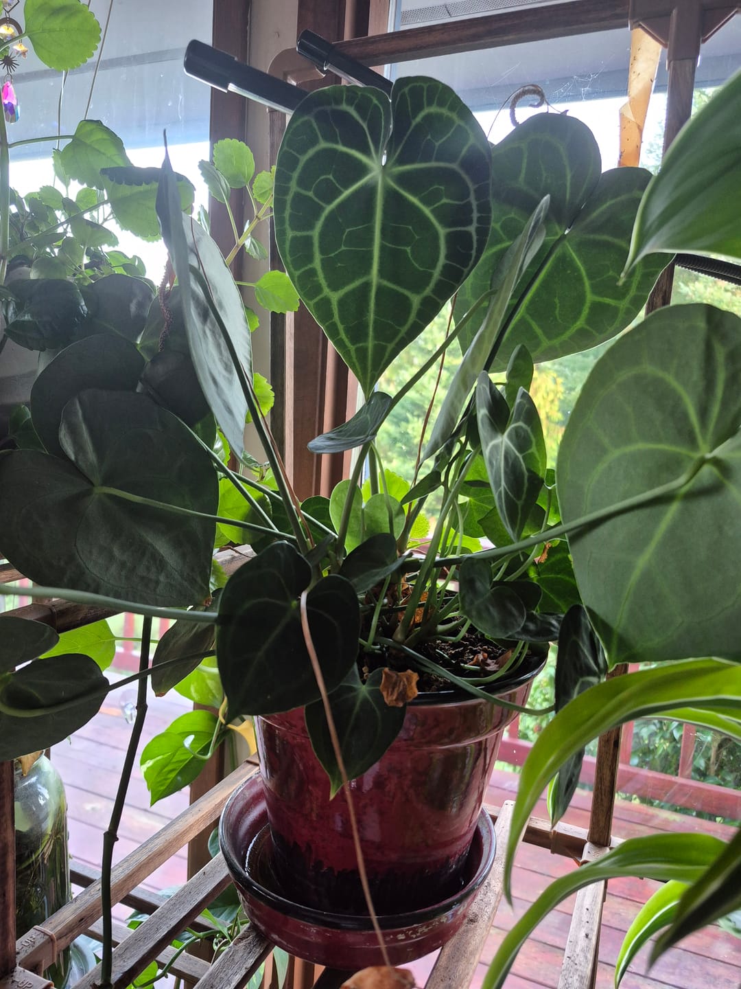 Customer photo review of Ancient Soil: Organic Living Soil for Thriving Plants