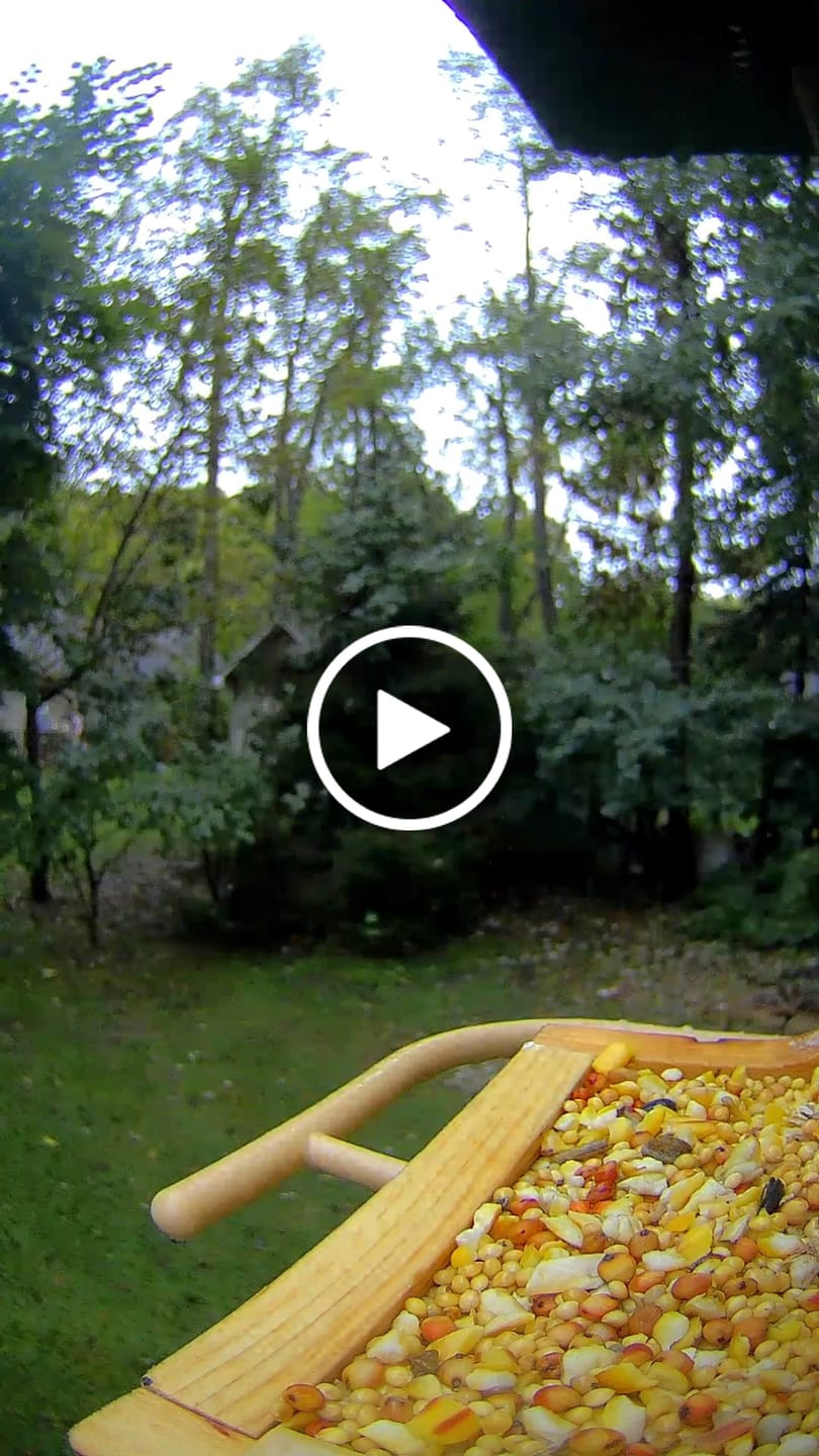 Customer video review of Birdfy Feeder Wood - Wooden Smart Bird Feeder with Camera