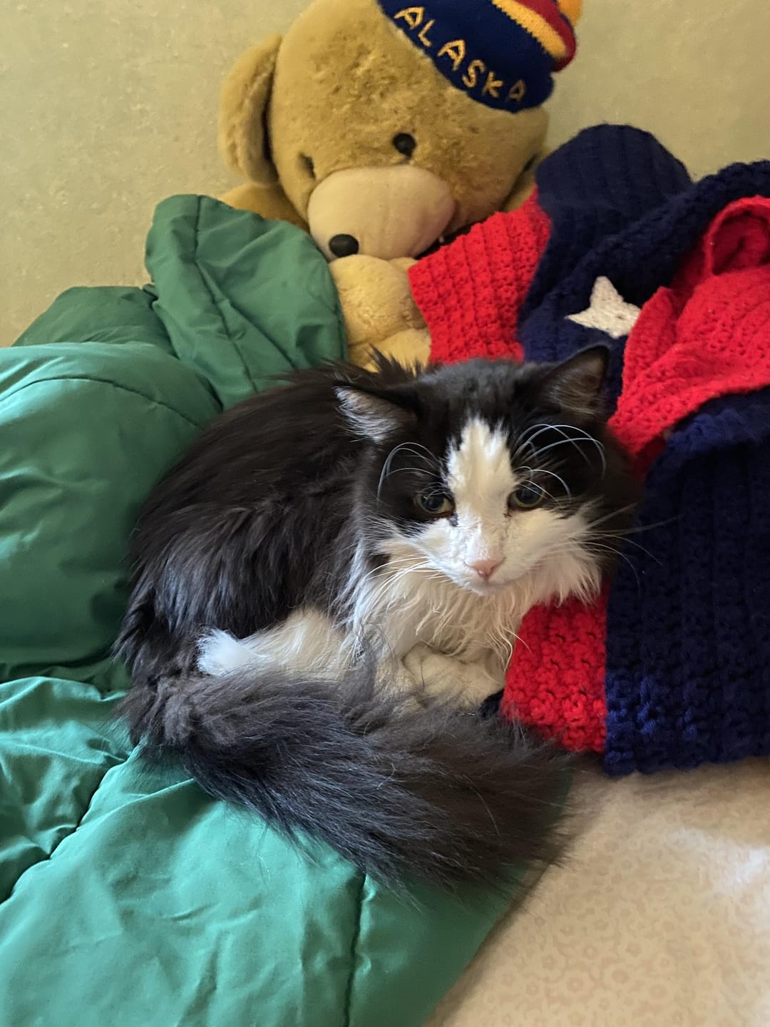 Customer photo review of 1-TDC Oral Health + Mobility Support for Cats (30 count)