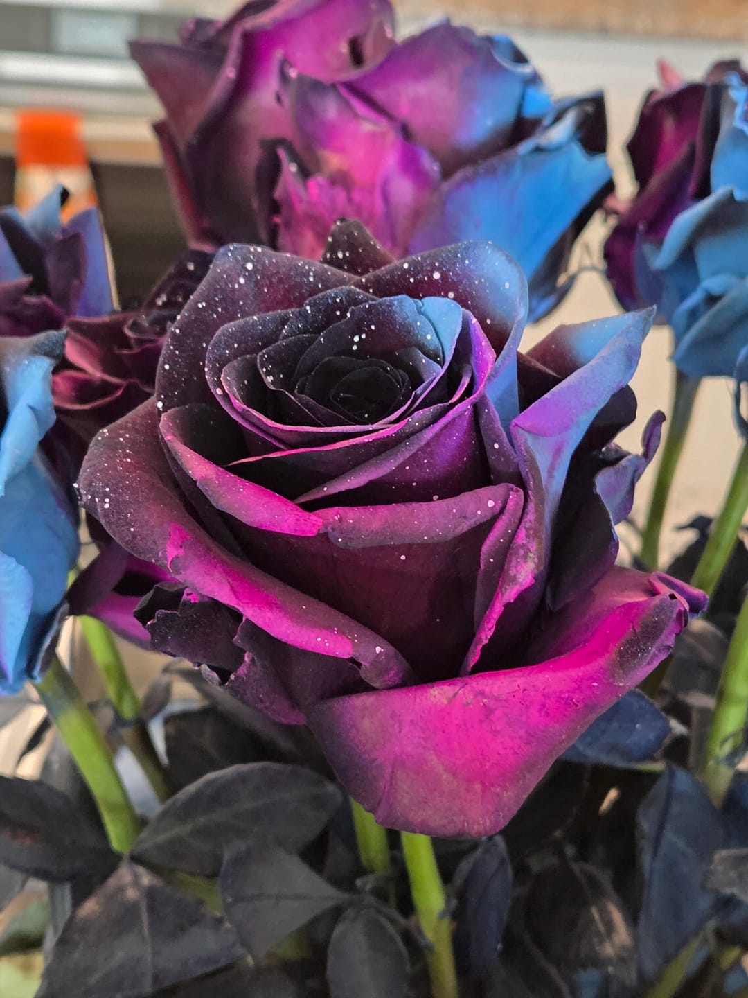 Customer photo review of Starry Galaxy Roses