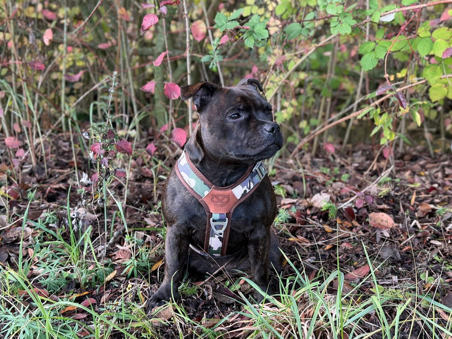 Customer photo review of Staffordshire Bull Terrier 1935® Harness & Leash Set - Classic Camo & Choco