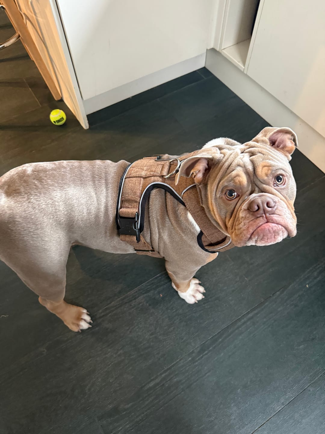 Customer photo review of Premium Comfort Herringbone Harness | Non Restrictive - Classic Tan