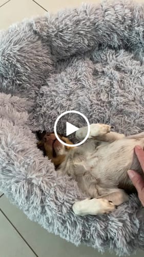 Customer video review of Puppery Hundebett Wolke 7 - Das Original