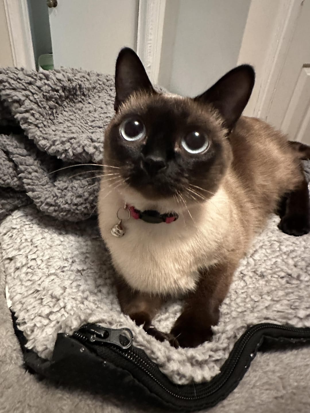 Customer photo review of 1-TDC Oral Health + Mobility Support for Cats