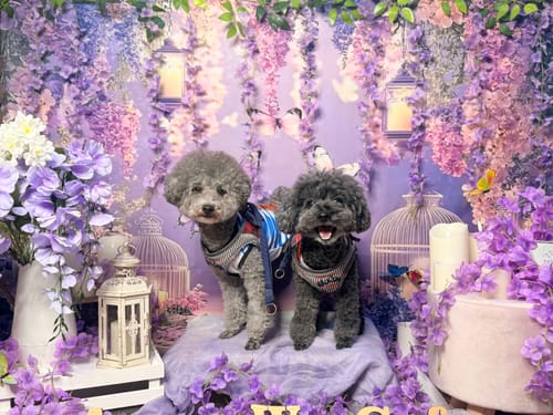 Customer photo review of FunFunPet 高機能ハーネス（お名前タグ作成サービス付き）