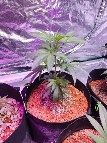 Customer photo review of High THC Steckling Set