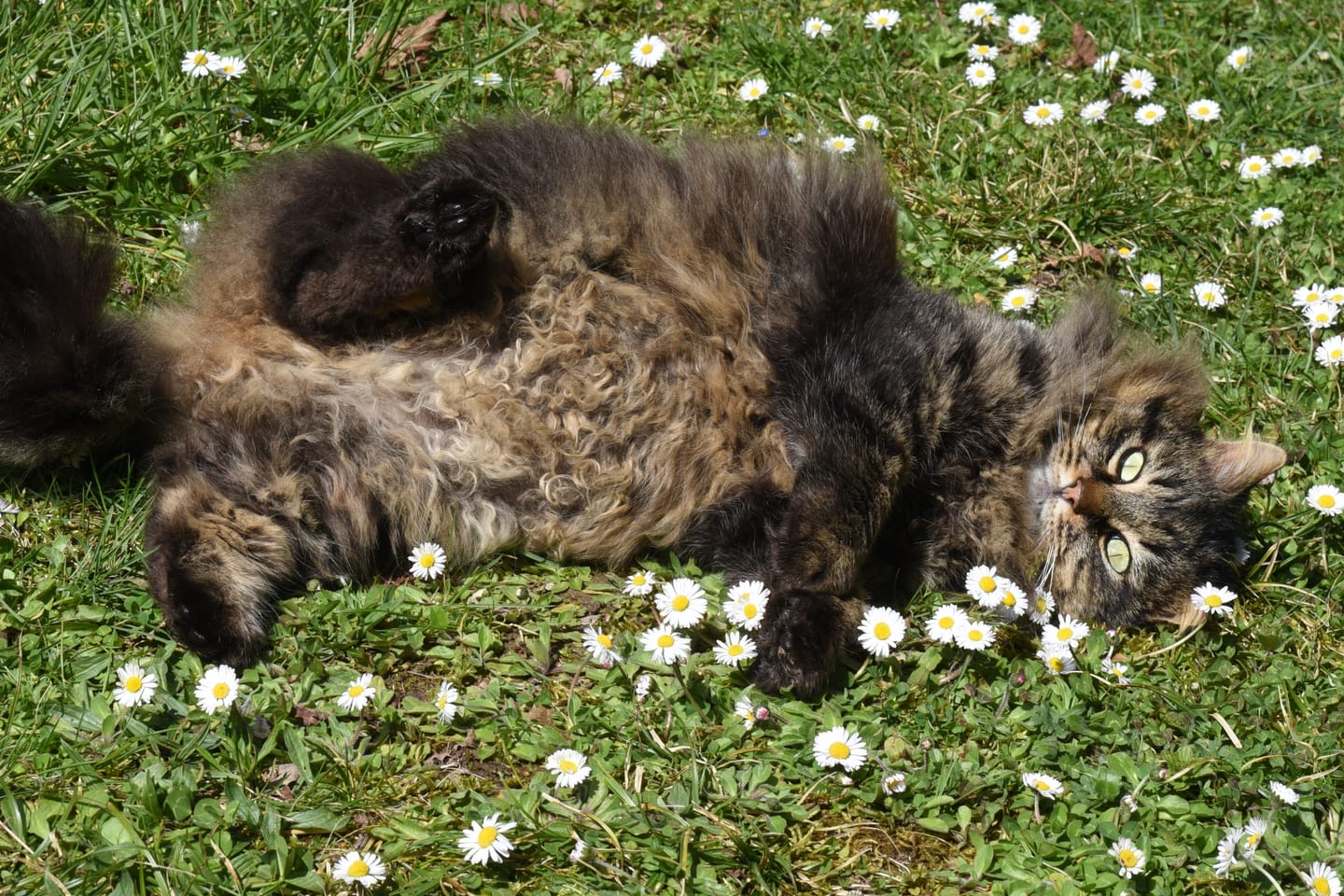 Customer photo review of Croquettes de volaille riches en ingrédients frais (Chat adulte)