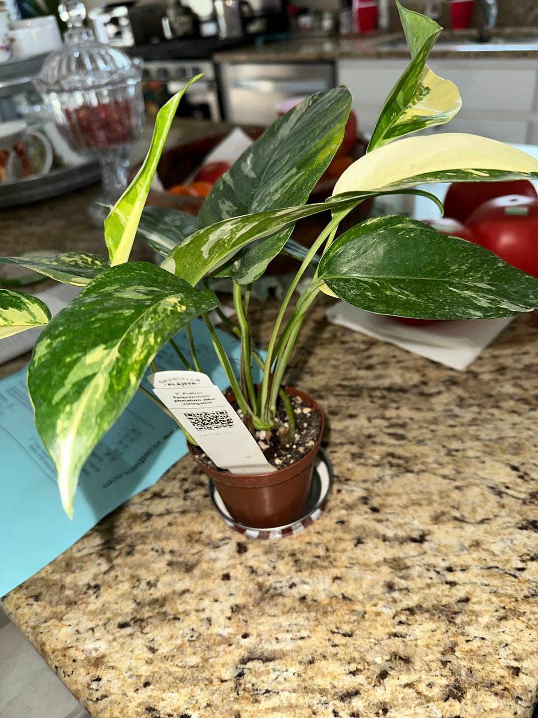 Customer photo review of Pothos Epipremnum pinnatum albo variegata