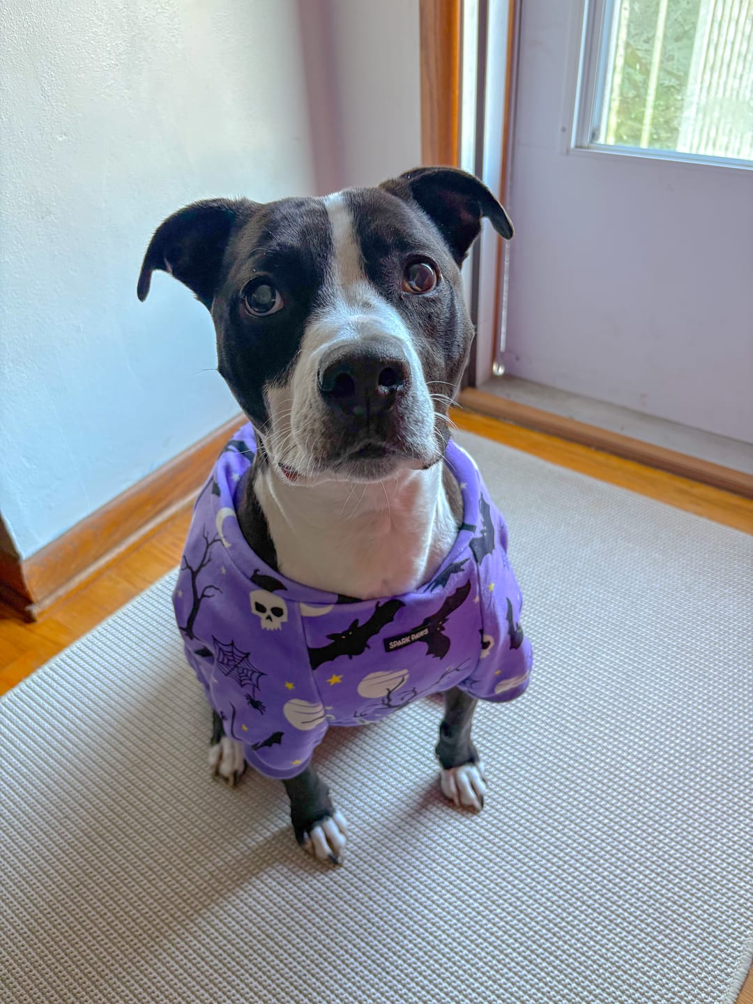 Customer photo review of Halloween Dog Hoodies (Limited Edition)