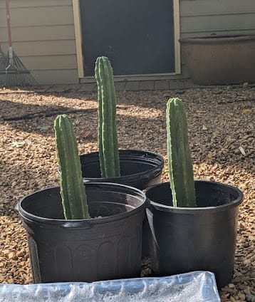 Customer photo review of Trichocereus Pachanoi | Bulk Cutting Packs | San Pedro Cactus Bulk