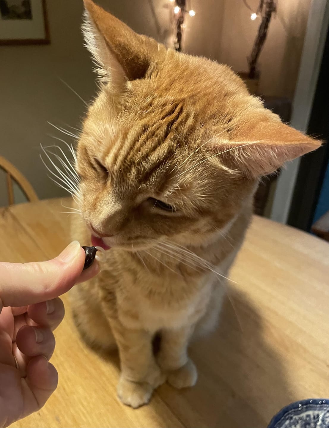 Customer photo review of 1-TDC Oral Health + Mobility Support for Cats
