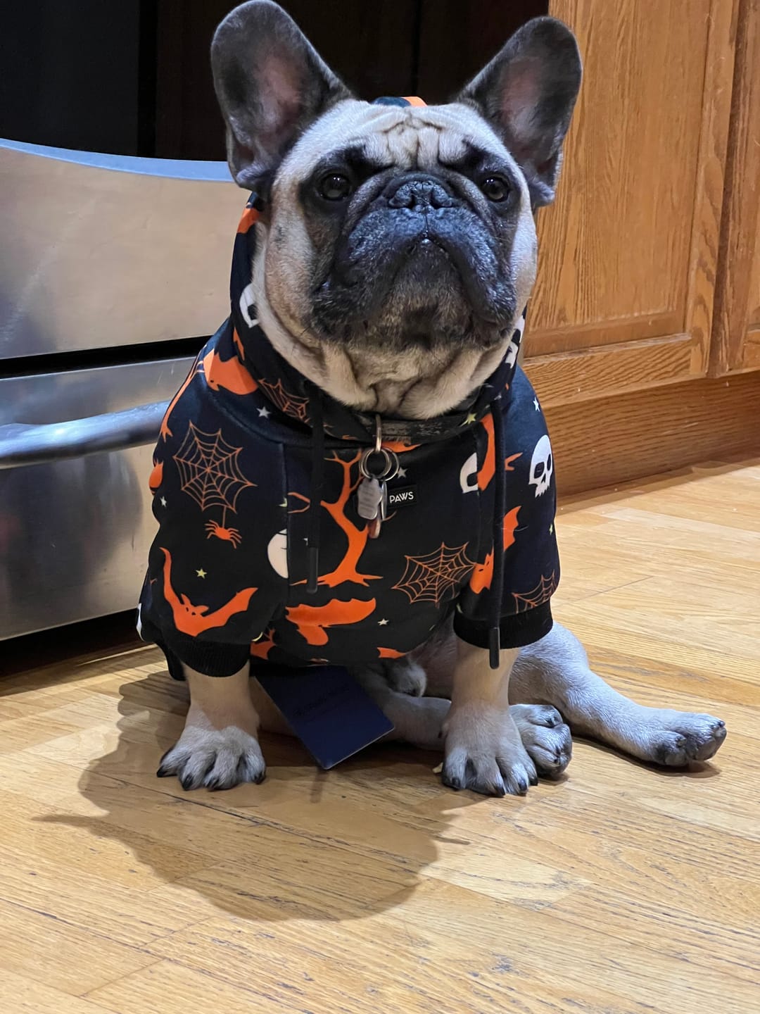 Customer photo review of Halloween Dog Hoodies (Limited Edition)