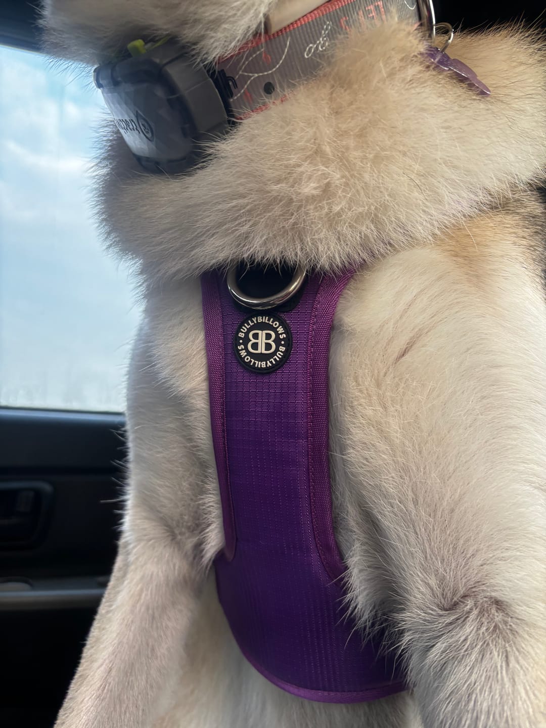 Customer photo review of Anti Pull Hurricane Harness Lighter | With Handle - Purple