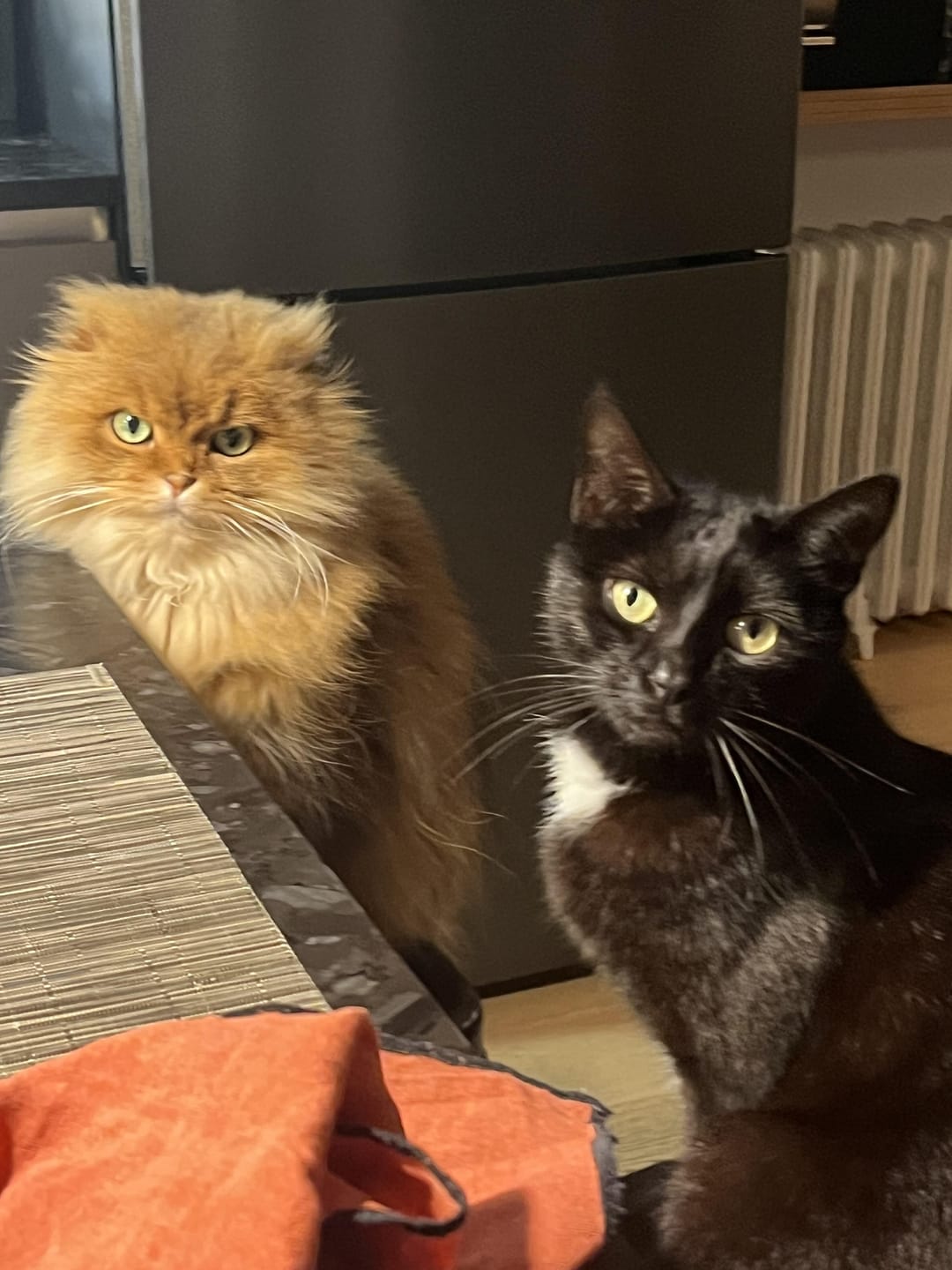 Customer photo review of Croquettes Poulet & Petit Pois - Chat Stérilisé