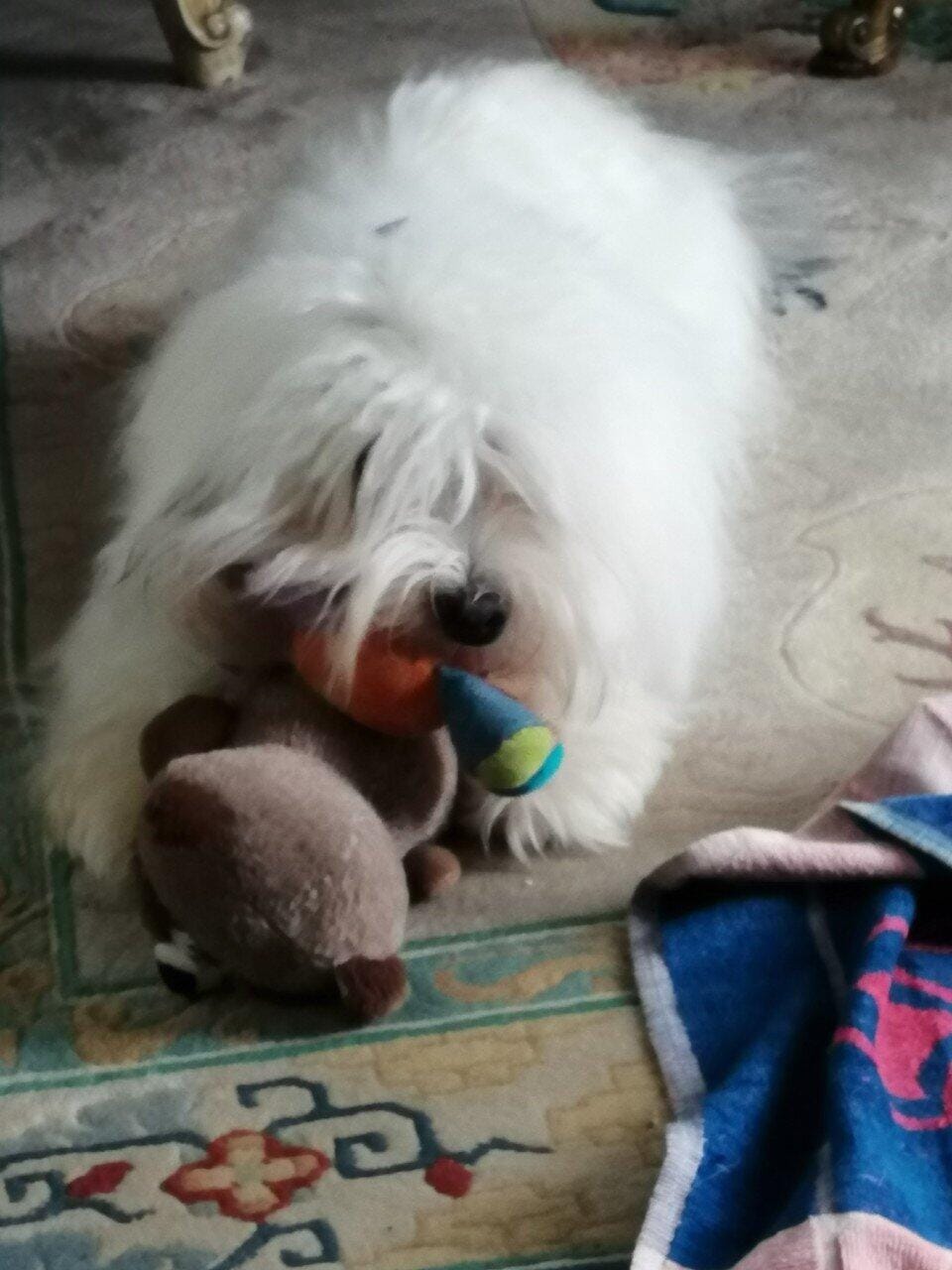 Customer photo review of Croquettes Poulet & Petit Pois - Chien Petite Race