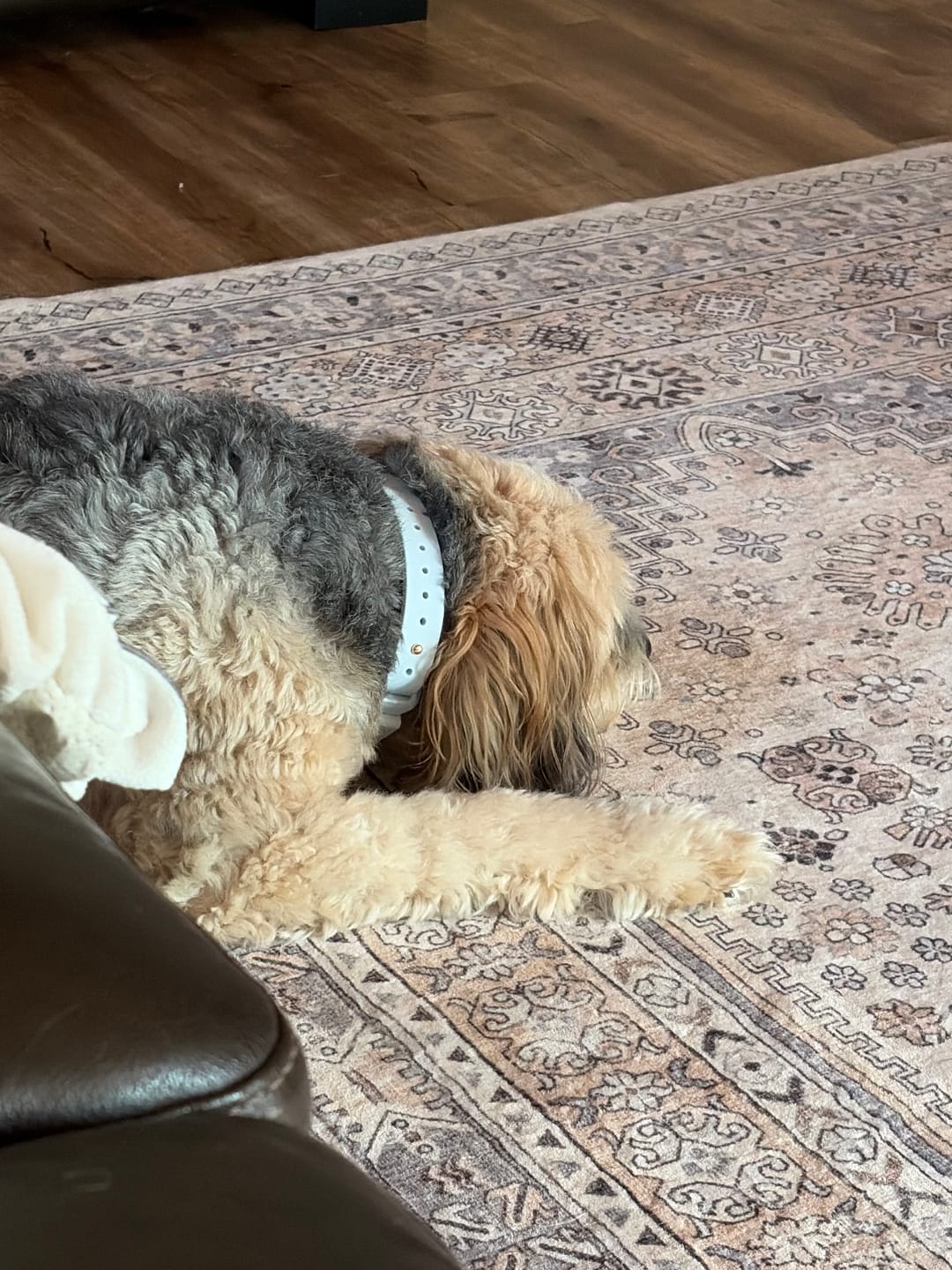 Customer photo review of Boneflex+ Collars Gold