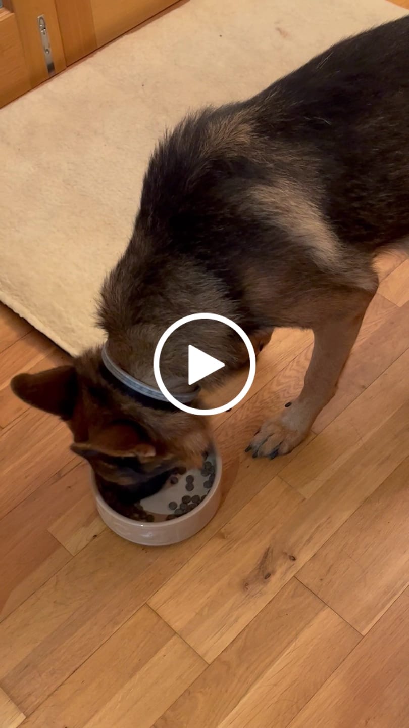 Customer video review of Scottish Salmon Dry Food