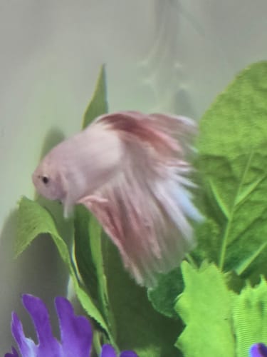 Customer photo review of Pink Halfmoon Male Betta Fish | You Pick Fish | Order Directly From Farm