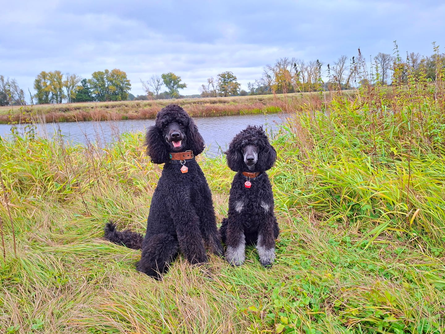 Customer photo review of Custom Portrait - Silent Dog ID Tag