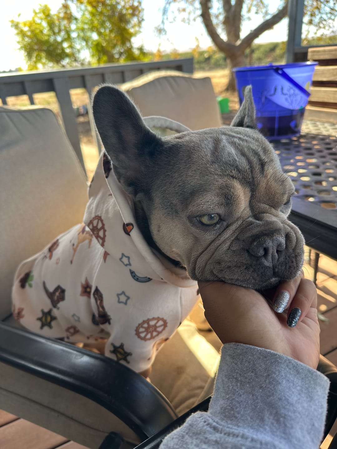 Customer photo review of Rodeo Dog Hoodie