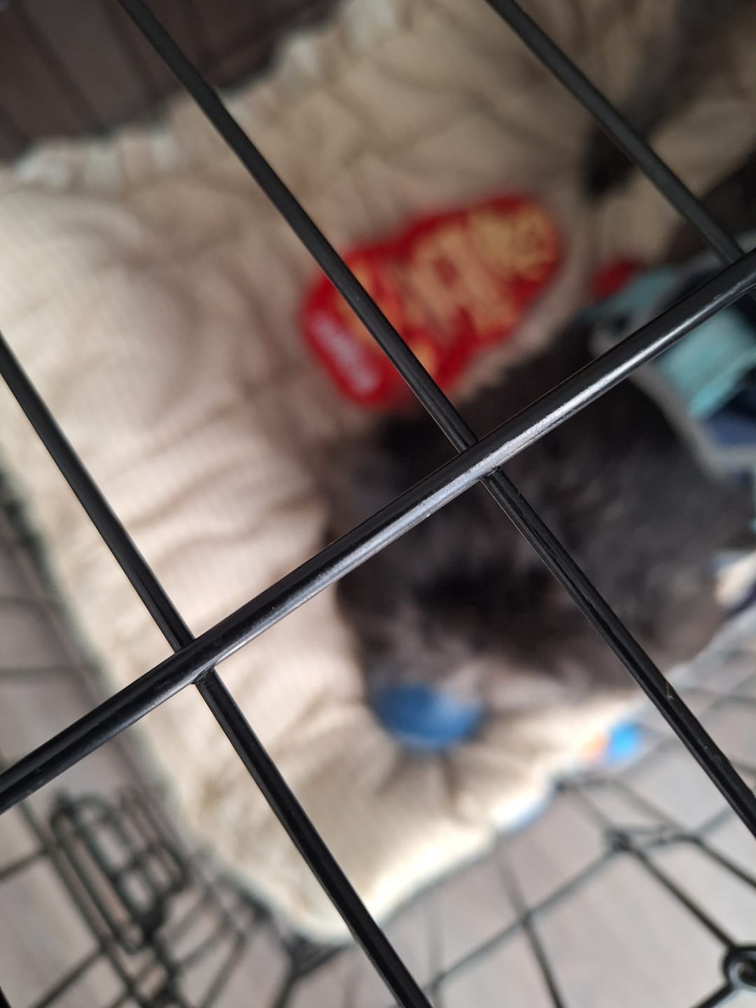 Customer photo review of FreezPumpkin Limited Halloween Edition Dog Toy