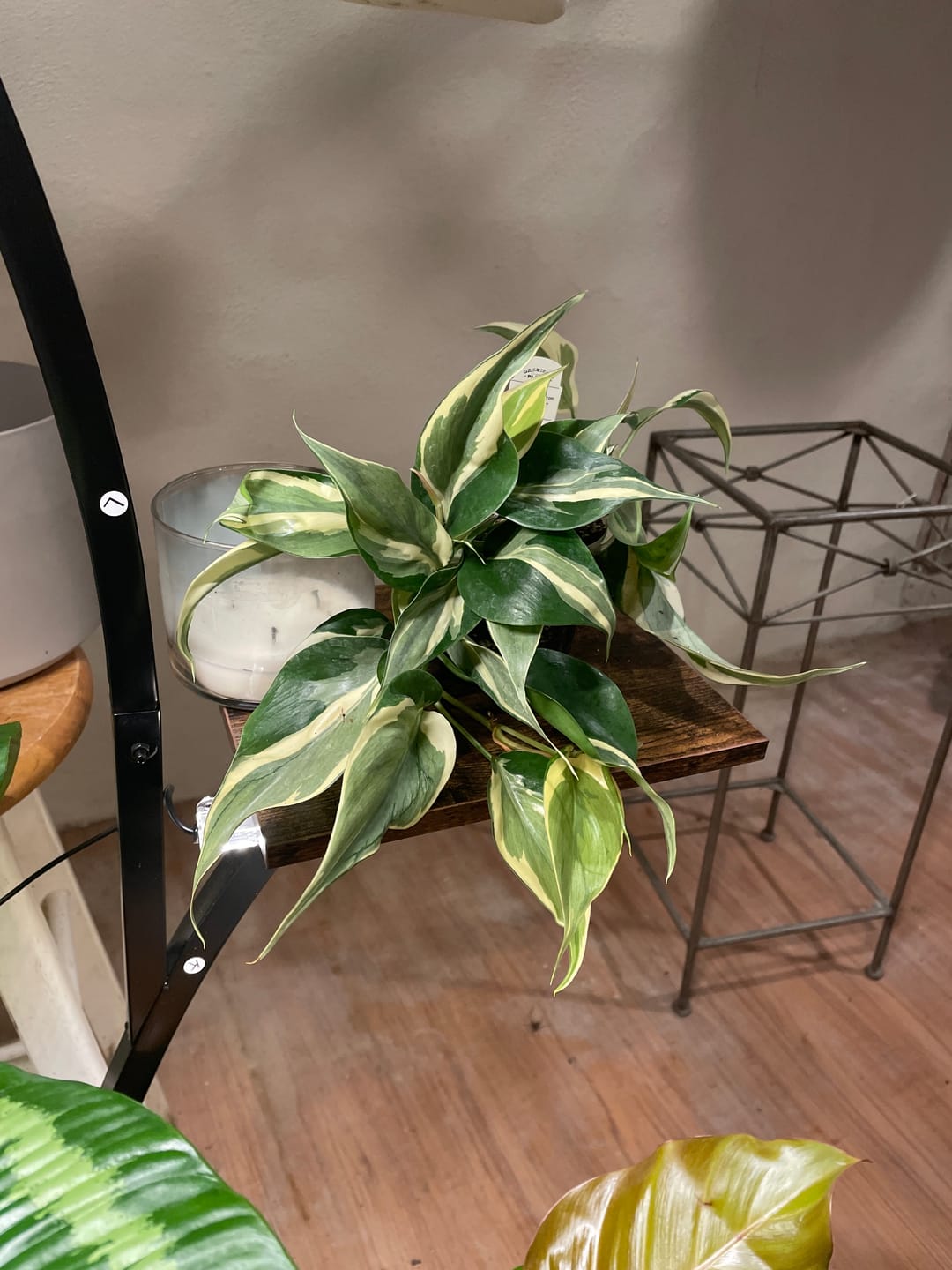 Customer photo review of Philodendron hederaceum 'Rio' - 3"
