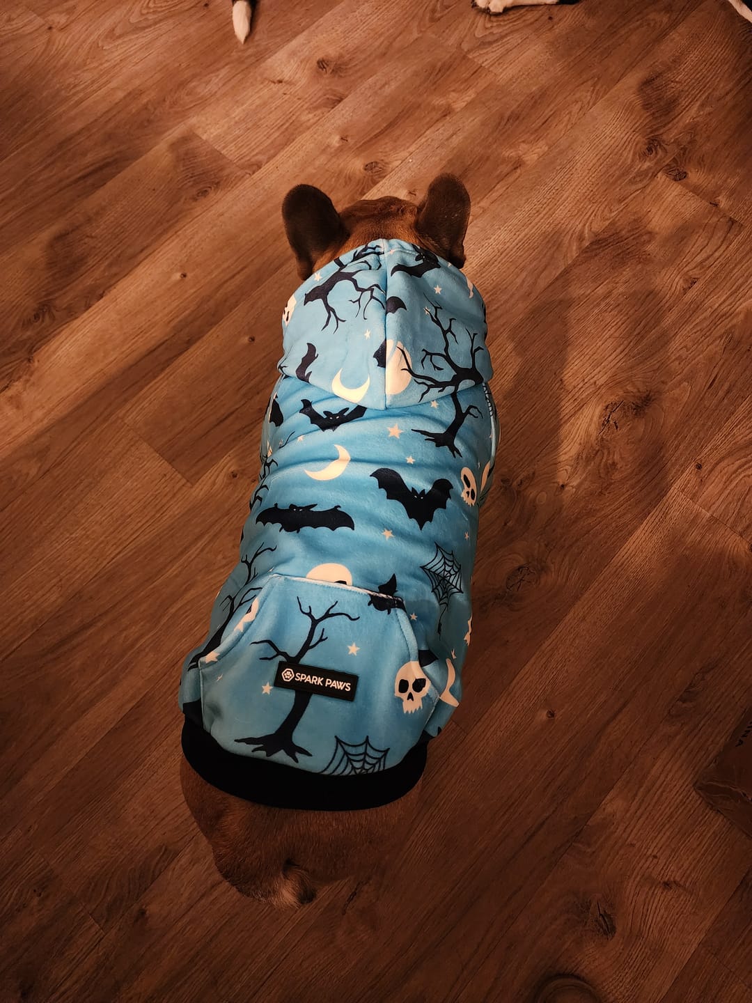 Customer photo review of Halloween Dog Hoodies (Limited Edition)
