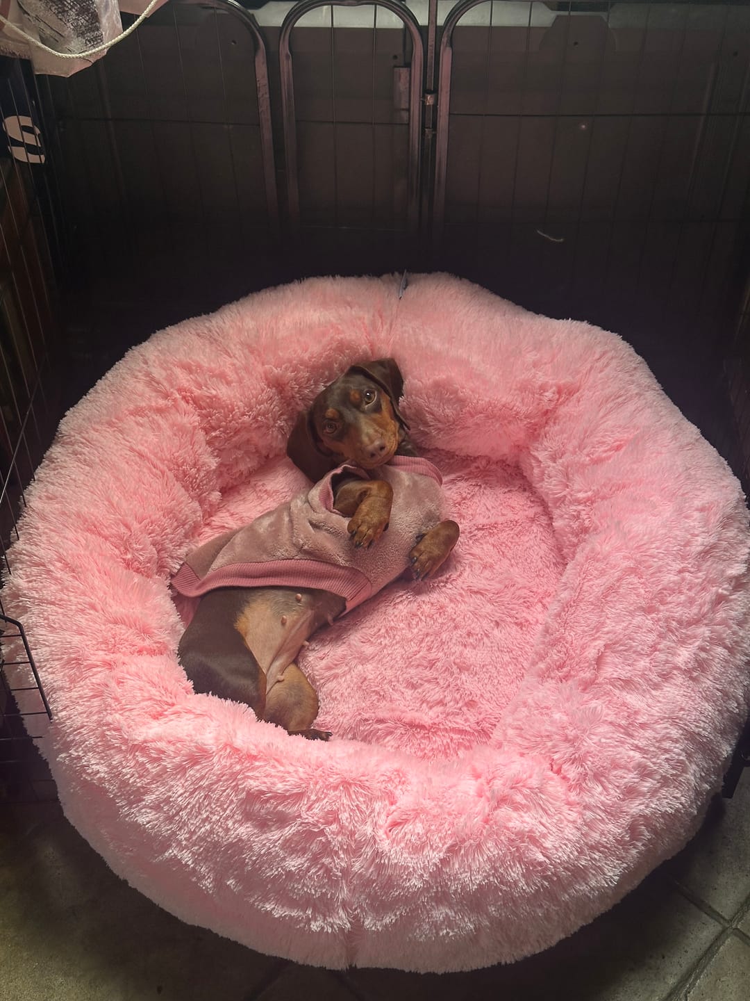 Customer photo review of Funda Original para Cama Antiestrés para Perros