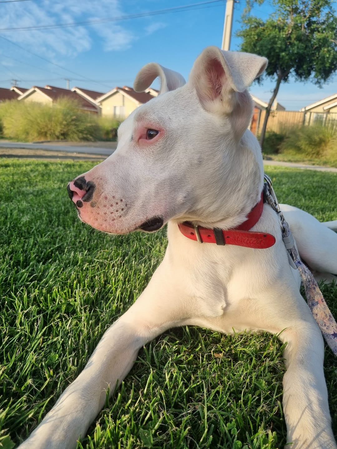 Customer photo review of Collar Duke Rojo/Negro