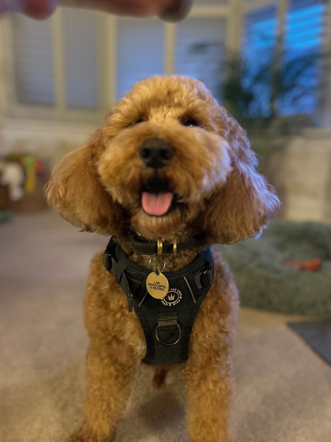 Customer photo review of Trail & Glow Tweed Dog Harness - Forest Tweed