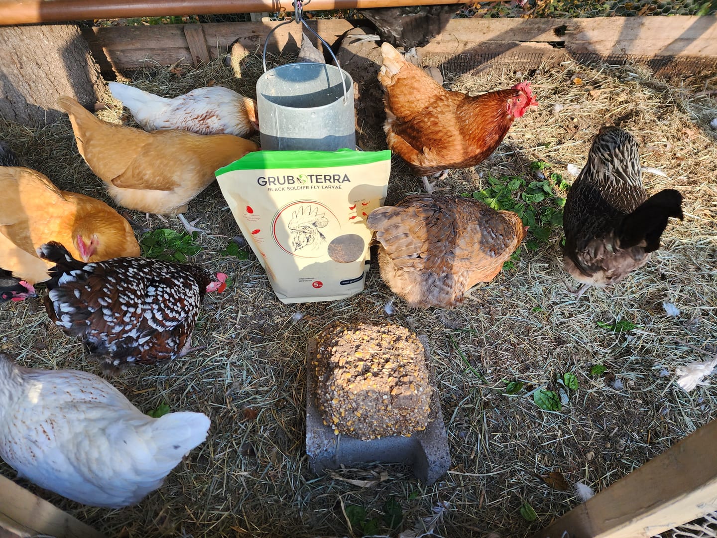 Customer photo review of GrubTerra Dried Black Soldier Fly Larvae - The Safest Treat For Your Flock